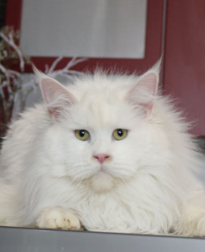 Catsvill County`s Oleg
