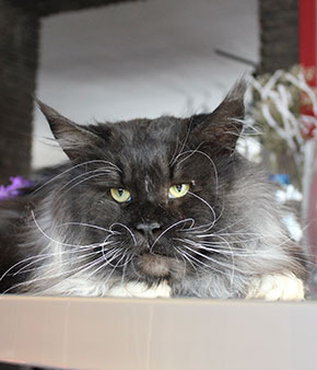 Catsvill County`s Udgin