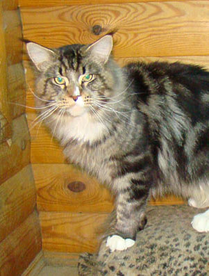 Catsvill County Volfango