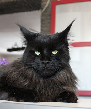Catsvill County`s Lusien