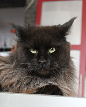 Catsvill County`s Bertina