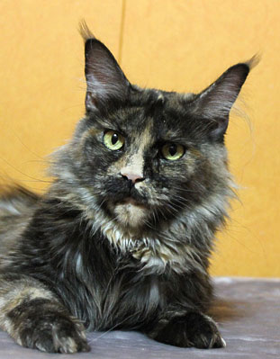 Catsvill County`s Santa Barbara