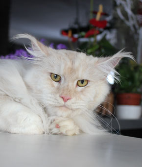 Catsvill County`s Valide