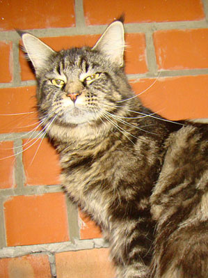 UfaCoon`s Fiona