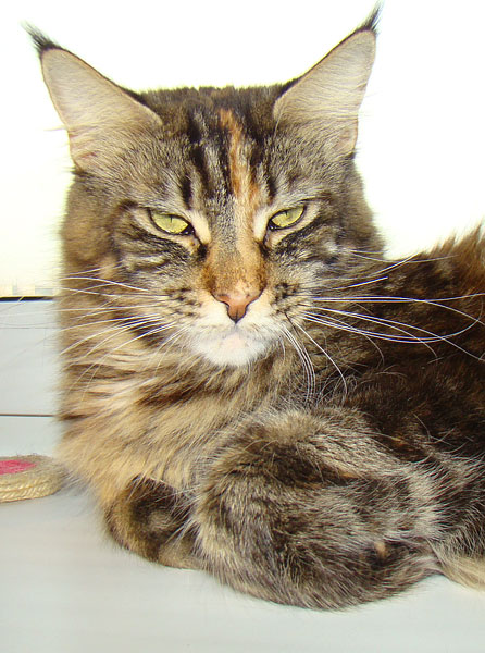 Bajuncat,s Karuna