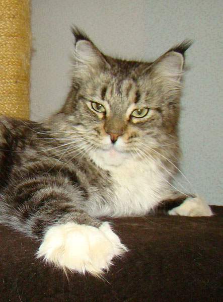 Lucky Coon Kassiopeya