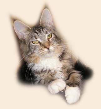 Catsvill County Harizma