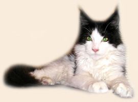 Catsvill County Fortuna