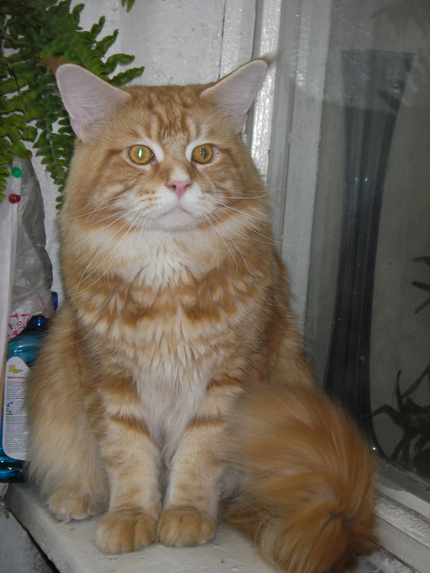 My Cat,s Cradle Firs