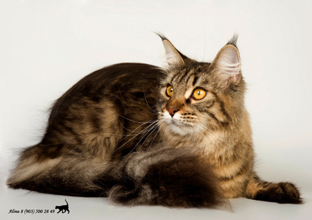 CATSVILL COUNTY SHAKIRA