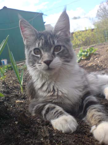 Catsvill County Emiliya