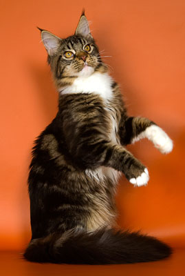 Saboteur from Mystical Cats