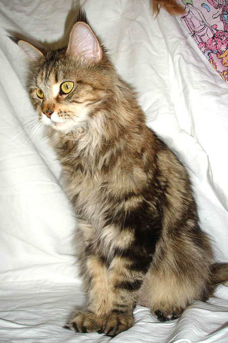 Lioncoon Violet