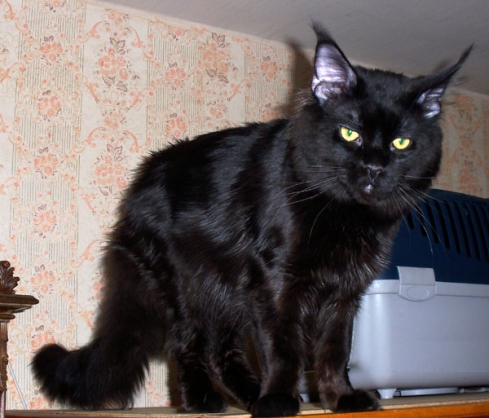 Catsvill County Quest