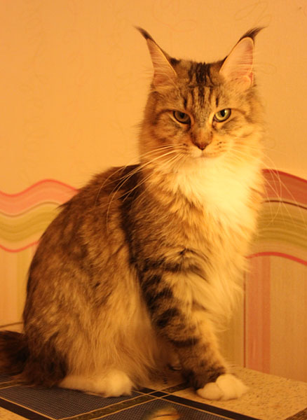 Catsvill County Mariya Аntuanneta