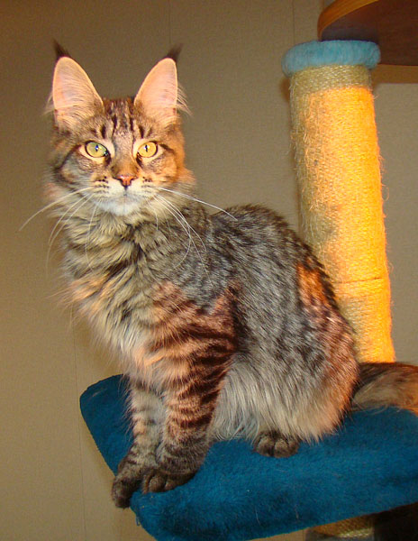 Catsvill County NikitA