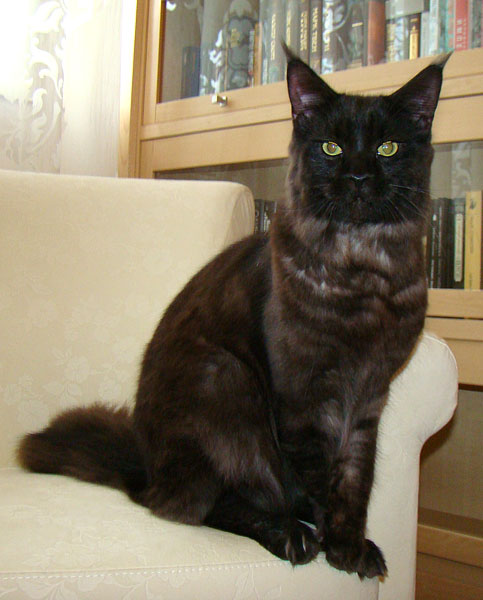 Catsvill County Dunhill