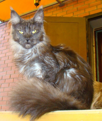 Catsvill County Bianca