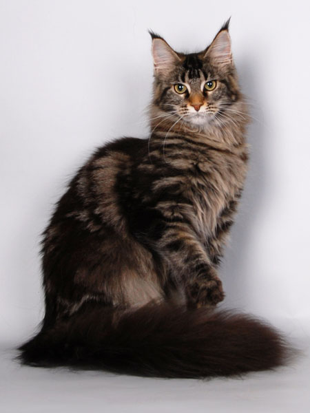 LuckyCoon Queen of Catsvill County