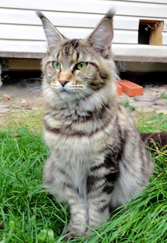  Catsvill County Filibusterka