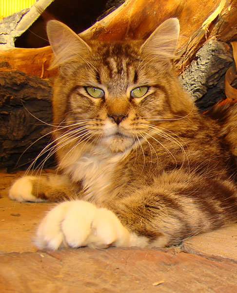 Timaracoon,s Twiggi