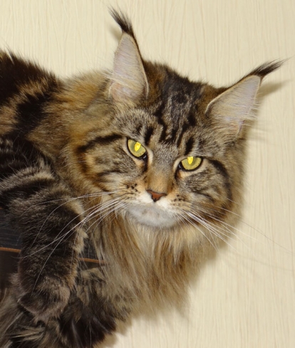 Catsvill County Hilary