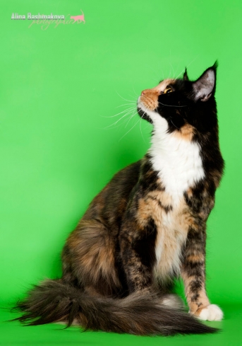 Catsvill County Olya-lya