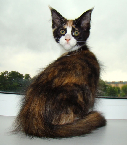 Catsvill County Romashka