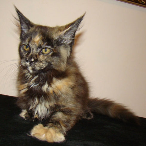Catsvill County Dion