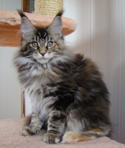 Catsvill County Cleo