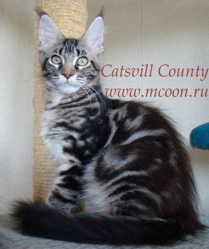 Catsvill County Wanda