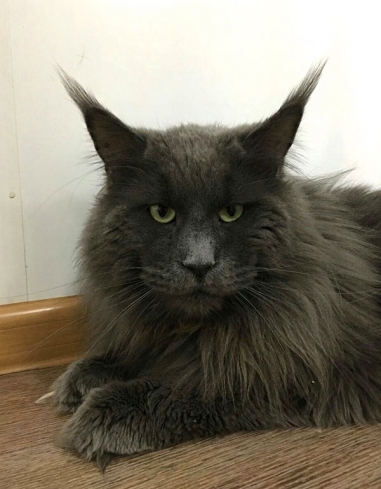 Catsvill County Jackson