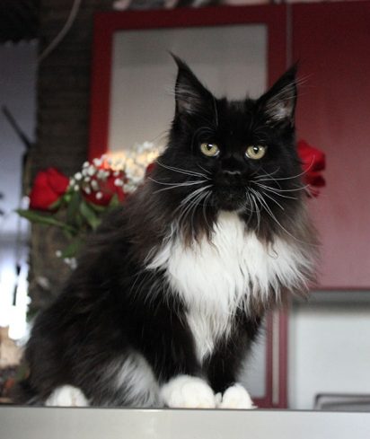 Catsvill County`s Darling