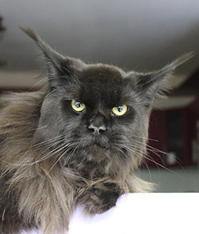 Catsvill County`s Michael Jackson