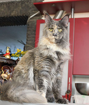 Landgiant`s Babochka