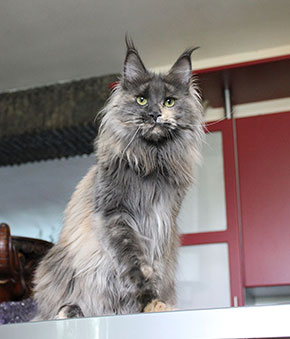 Catsvill County`s Ice Look