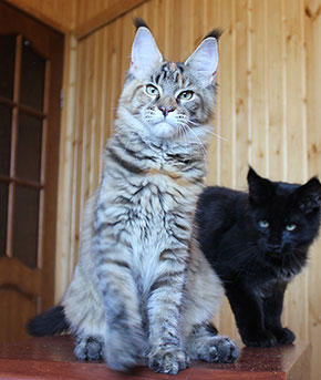 Catsvill C Password Fortunately