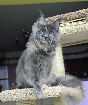 Catsvill County`s Amour-Amour