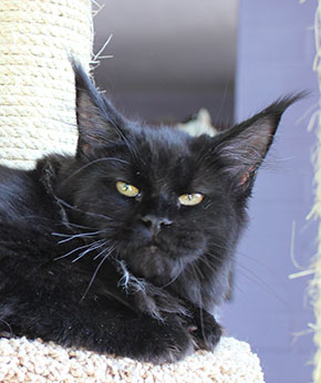 Catsvill County`s Helloween