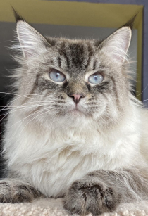 Balto of Catsvill County