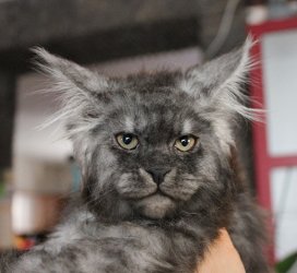 Catsvill County Gin