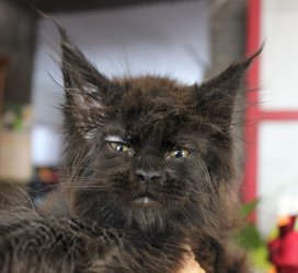 Catsvill County Gendalf