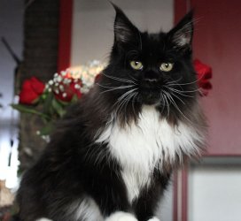 Catsvill County Darling