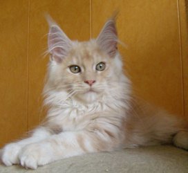 Catsvill County Vertu