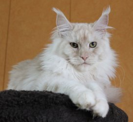 Catsvill County Valide