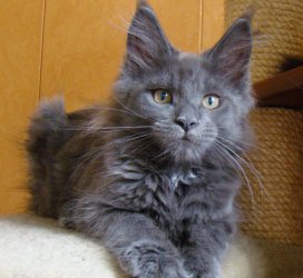 Catsvill County Witch
