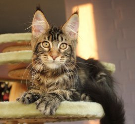 Gandalf