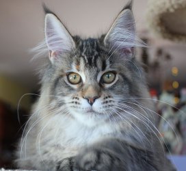 La Skala