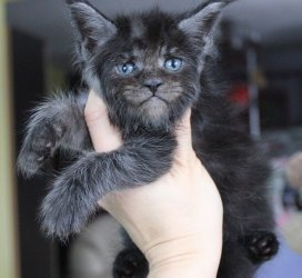 Vulcan