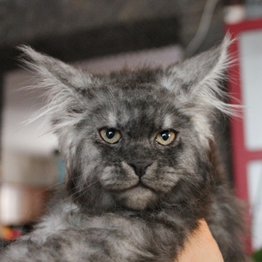 Catsvill County Gin